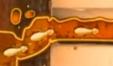 廣州白蟻防治.png 廣州白蟻防治.png